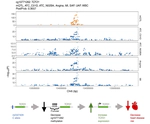 Mapping the Genetic Architecture of Methylation